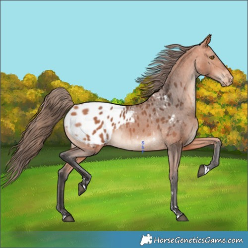 Horse Color:Bay Mushroom Appaloosa 