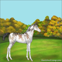 Horse Color:White Spotted Brown Dun Mushroom Splash Tobiano Rabicano Brindle