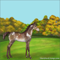 Horse Color:White Spotted Chocolate Brown Dun Brindle 
