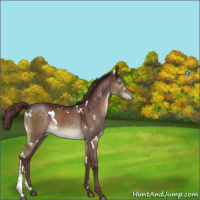 Horse Color:White Spotted Chocolate Brown Dun