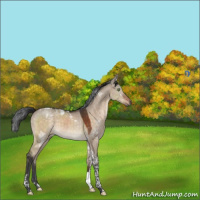 Horse Color:Brown Dun Mushroom Tobiano 
