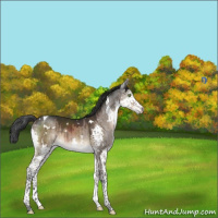 Horse Color:White Spotted Brown Dun Splash Tobiano Brindle 