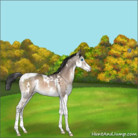 Horse Color:White Spotted Brown Dun Mushroom Splash Tobiano