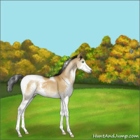 Horse Color:Gray Buckskin Dun Sabino Splash Tobiano 