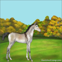 Horse Color:Brown Dun Splash Tobiano