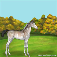Horse Color:White Spotted Brown Dun Mushroom Splash Tobiano