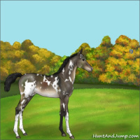 Horse Color:Gray White Spotted Brown Dun