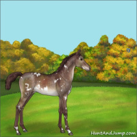 Horse Color:White Spotted Chocolate Brown Dun