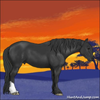 Horse Color:Black 