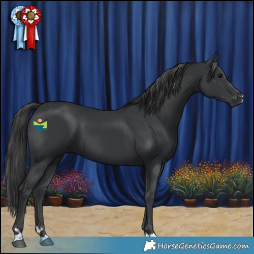 Horse Color:Black 