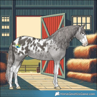 Horse Color:Grullo Splash Appaloosa 
