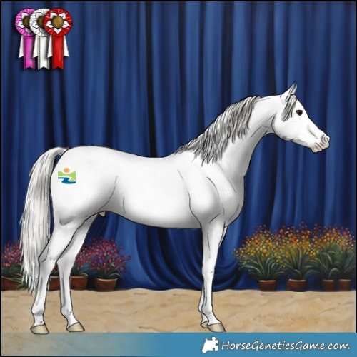 Horse Color:Silver Brown Sabino Appaloosa Rabicano 