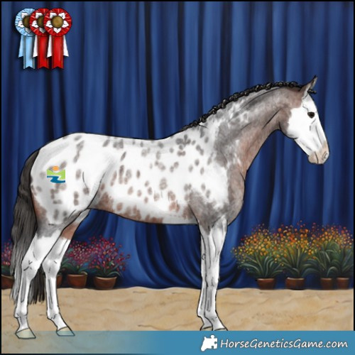 Horse Color:Brown Roan Splash Appaloosa 