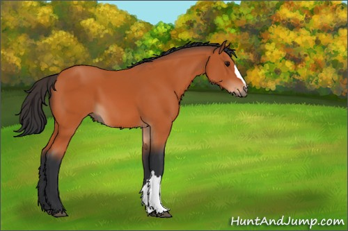 Horse Color:Bay 
