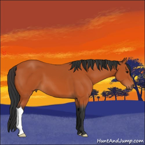 Horse Color:Bay 