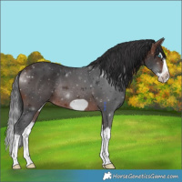 Horse Color:Brown Splash Frame Rabicano 