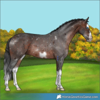 Horse Color:Brown Splash Frame Rabicano 