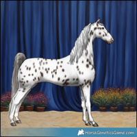 Horse Color:Liver Chestnut Tobiano Appaloosa 