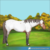 Horse Color:Bay Appaloosa
