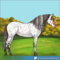 Horse Color:Bay Roan Near Leopard 
