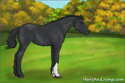 Horse Color:Black 