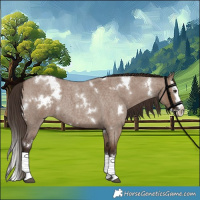 Horse Color:White Spotted Liver Red Dun Roan Splash 