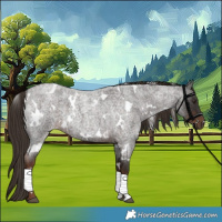 Horse Color:White Spotted Liver Red Roan 