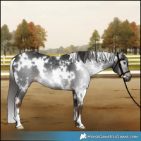 Horse Color:Gray White Spotted Liver Chestnut 