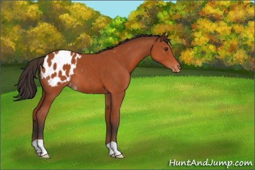 Horse Color:Bay Appaloosa 