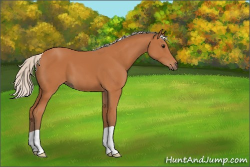 Horse Color:Silver Bay 