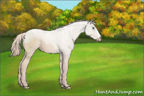 Horse Color:Smoky Creme 