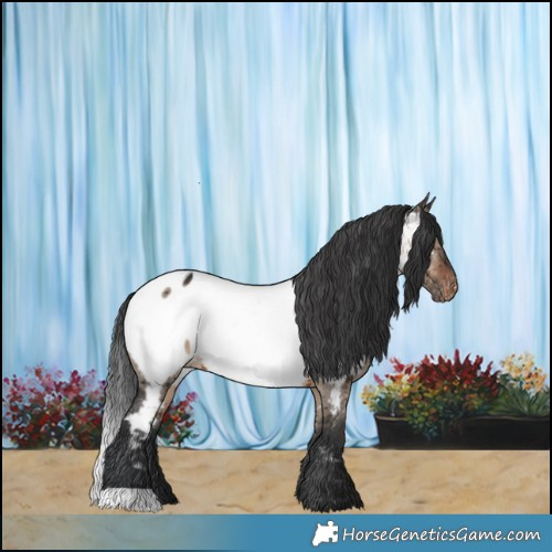 Horse Color:Brown Dun Appaloosa Brindle