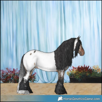Horse Color:Brown Dun Appaloosa Brindle 