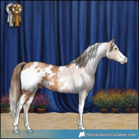 Horse Color:White Spotted Liver Chestnut Pearl Sabino 