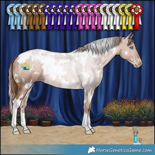 Horse Color:White Spotted Brown Pearl 