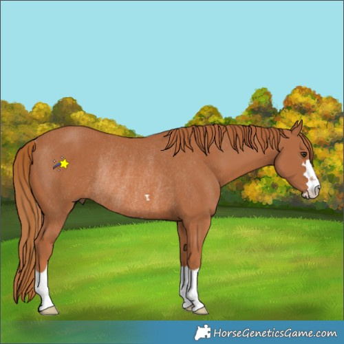 Horse Color:Chestnut Rabicano 