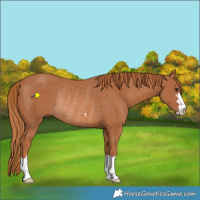 Horse Color:Chestnut Rabicano 