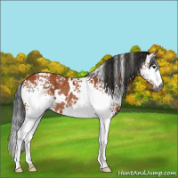 Horse Color:Gray White Spotted Bay Rabicano 