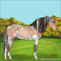 Horse Color:White Spotted Sable Champagne Rabicano 