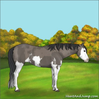 Horse Color:Grullo Sabino Splash  and Grullo Sabino Splash 