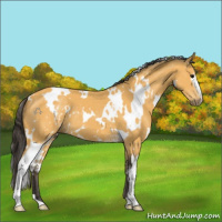 Horse Color:White Spotted Buckskin 