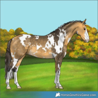 Horse Color:White Spotted Buckskin 