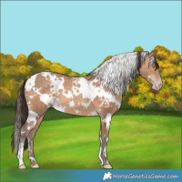 Horse Color:White Spotted Sable Champagne 