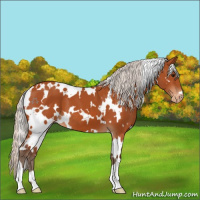 Horse Color:White Spotted Silver Bay Appaloosa 