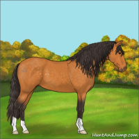 Horse Color:Buckskin 