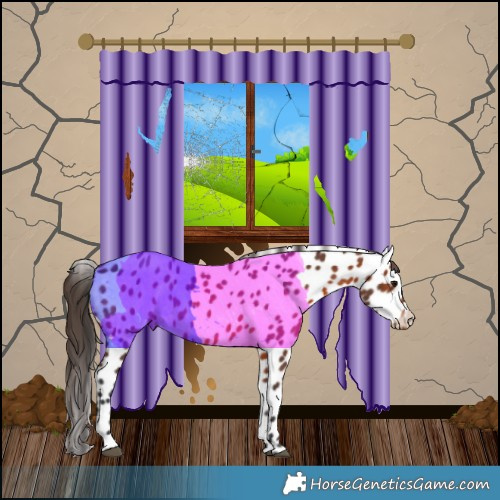 Horse Color:Bay Appaloosa 