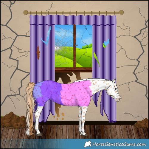 Horse Color:Chestnut Appaloosa 