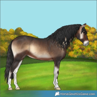 Horse Color:Bay Onyx 