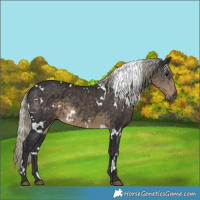 Horse Color:White Spotted Silver Smoky Black