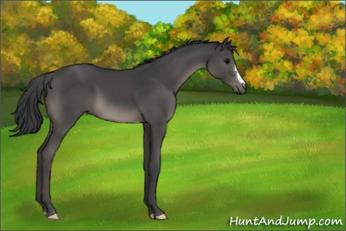 Horse Color:Black 